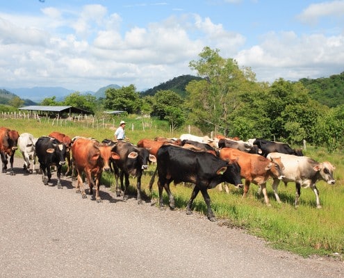 karibik_honduras_copan_tauchen_26
