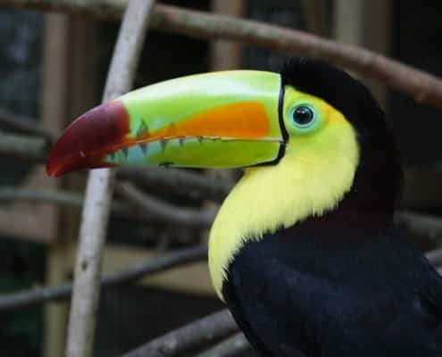 karibik_honduras_copan_tauchen_37