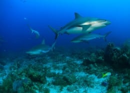 karibik_honduras_roatan_tauchen_38