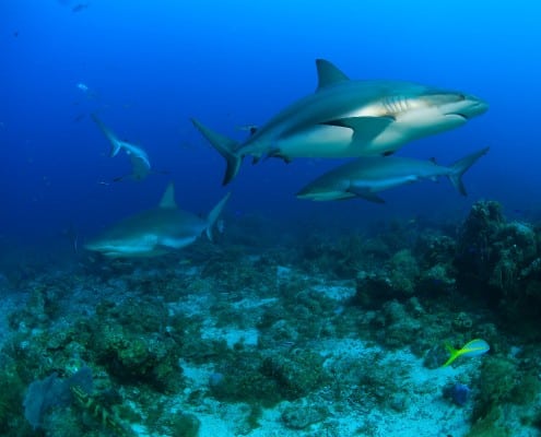 karibik_honduras_roatan_tauchen_38