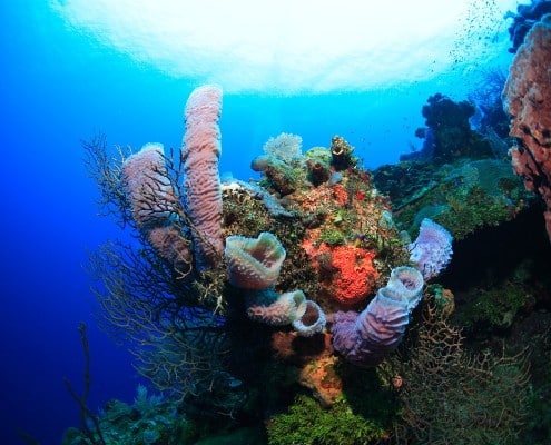karibik_honduras_roatan_tauchen_67