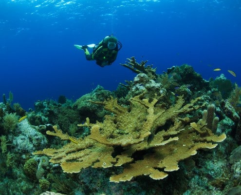 karibik_honduras_roatan_tauchen_73