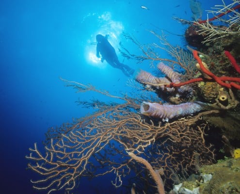 karibik_honduras_roatan_tauchen_80