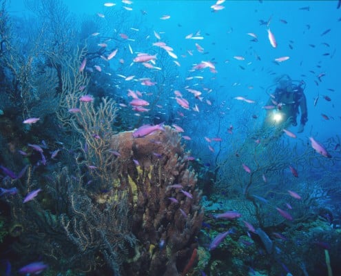 karibik_honduras_roatan_tauchen_84