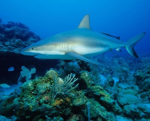 karibik_honduras_roatan_tauchen_90