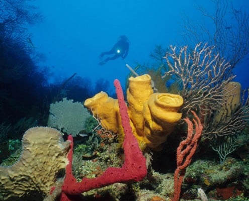 karibik_honduras_roatan_tauchen_92