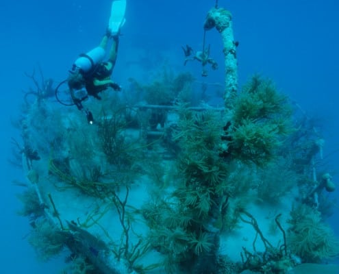 karibik_honduras_roatan_wrack_prince_albert_tauchen_87