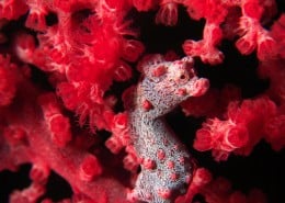 Camiguin - Insel der Vulkane Action Geckos Dive & Beach Resort