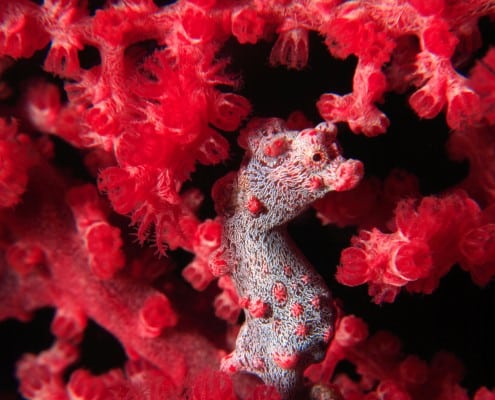 Camiguin - Insel der Vulkane Action Geckos Dive & Beach Resort