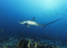 philippinen_cebu_malapascua_exotic_dive_fuchshai_02