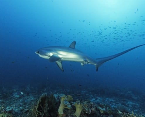 philippinen_cebu_malapascua_exotic_dive_fuchshai_02