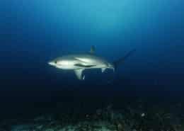 philippinen_cebu_malapascua_exotic_dive_fuchshai_tauchreisen