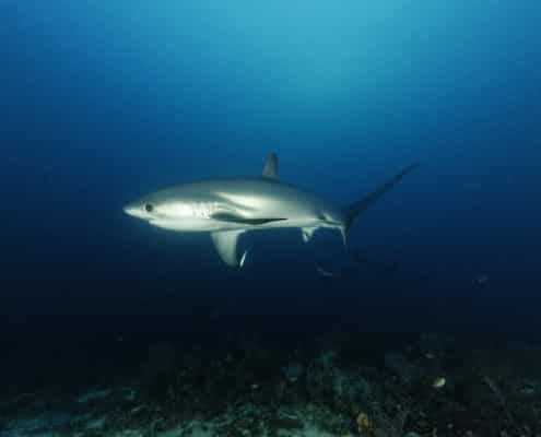 philippinen_cebu_malapascua_exotic_dive_fuchshai_tauchreisen
