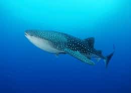 philippinen_leyte_walhaitauchen_pintuyan_dive_resort_32