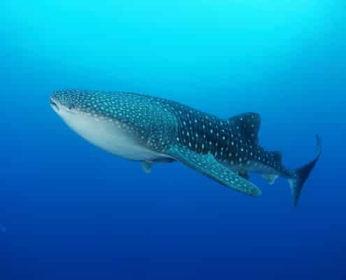 philippinen_leyte_walhaitauchen_pintuyan_dive_resort_32