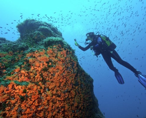 spanien_mallorca_mittelmeer_san_telmo_tauchen_03