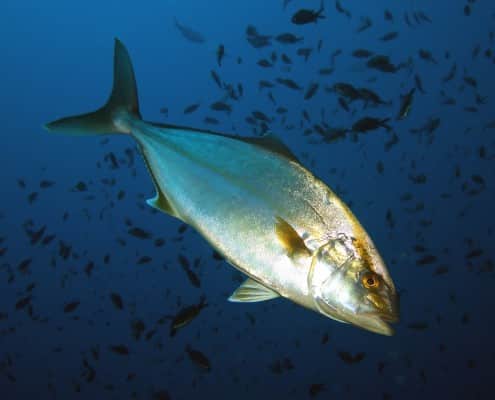 spanien_mallorca_mittelmeer_san_telmo_tauchen_42