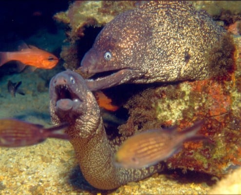 spanien_mallorca_mittelmeer_san_telmo_tauchen_47